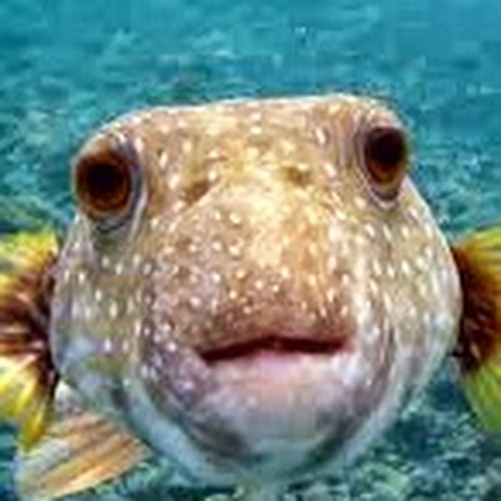 Meet your Posher, JC